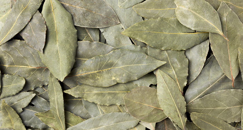 Положила лавровый лист в карман — и зажила спокойно: вот что произошло — разница чувствуется моментально