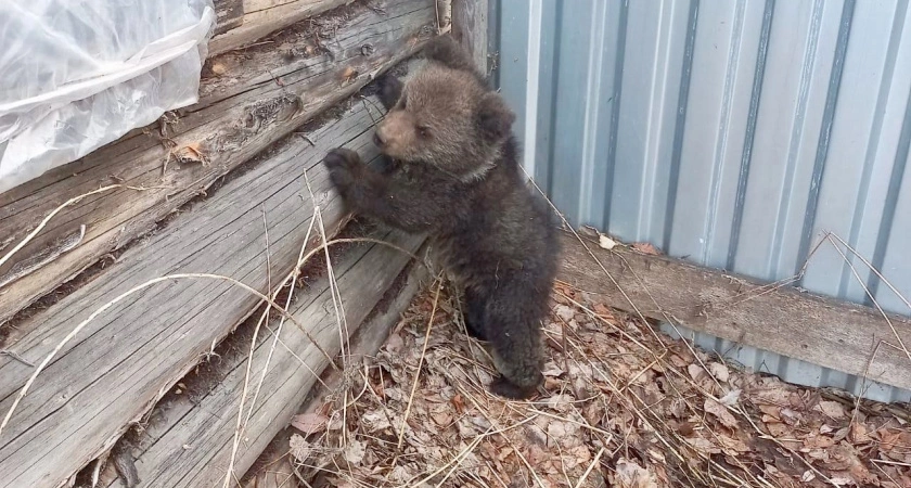 Осиротевший медвежонок Кира из Коми начала набирать вес