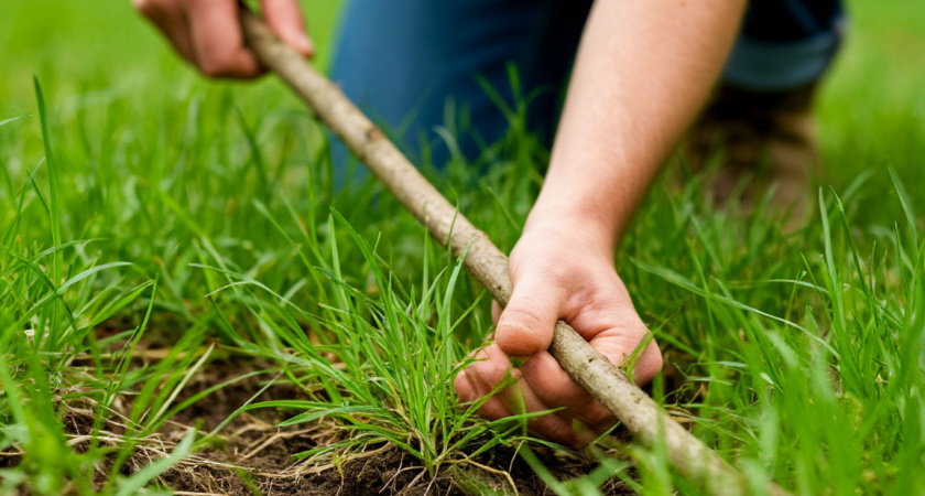 Забудьте о ручной прополке: простая "палка" вытягивает сорняки с корнем, словно пылесос – 15 минут и огород чист