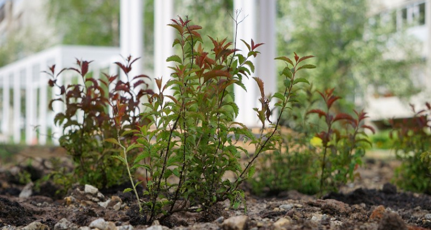 В Сыктывкаре начали озеленять "Яблоневую аллею" 