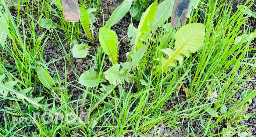 В Коми за неделю от укусов клещей пострадали 530 человек