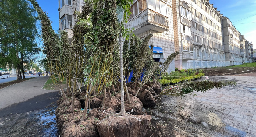 Благодаря сыктывкарцам саженцы у Яблоневой аллеи подрядчик полил водой