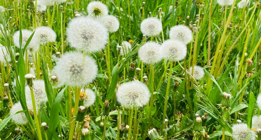 Погода в Коми 3 июня преподносит сюрпризы с ночными заморозками и дневным теплом