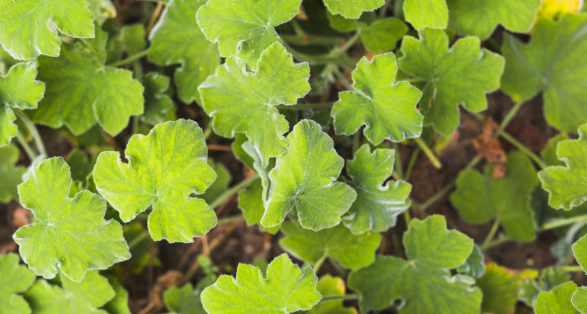 Закинула лист герани под холодильник — и бед не знаю: вот к чему это привело — все в доме вздохнули с облегчением