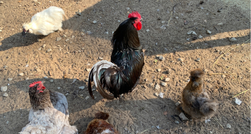 Вши с кур убегут "сверкая пятками": закидываем 3 ветки в курятник — и несушки никогда не облысеют