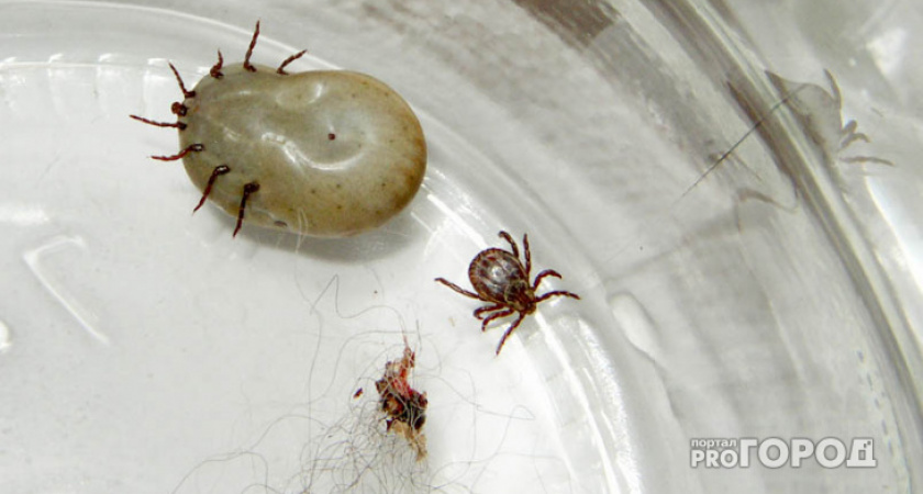 Клещи ненавидят этот запах: стоит всего 45 рублей, а защищает в сто раз лучше любого магазинного аэрозоля