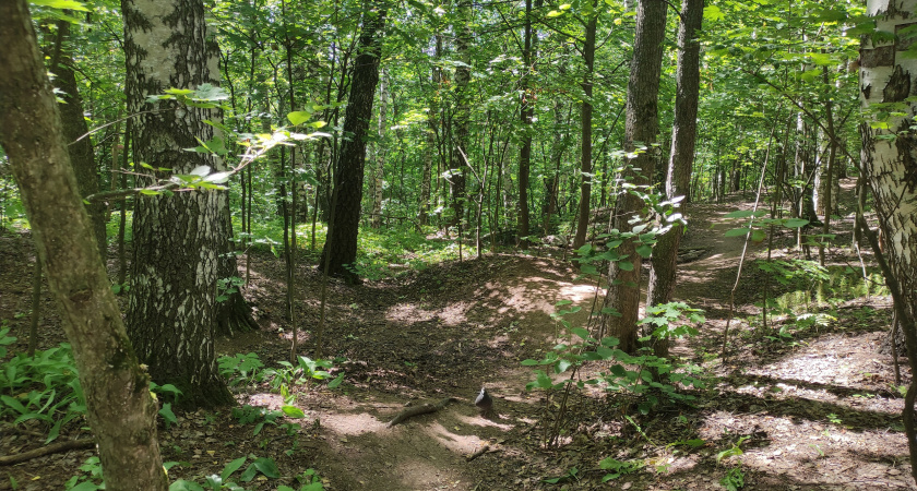 Роспотребнадзор предупреждает: клещи совершают новые атаки на жителей Коми