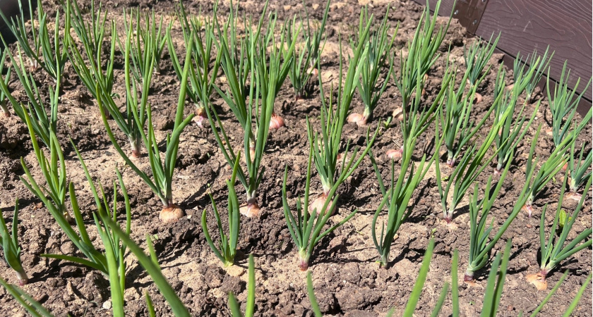 Чтобы лук не пошел в стрелку — крайне важно: 50 гр. на ведро — и луковицы крупные, а перья мягкие