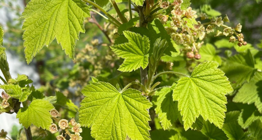 Рассыпали возле смородины и ахнули — тля за 1 день исчезла с куста — действует лучше ядовитой "химии"