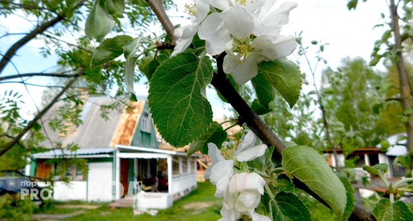 В Коми директор тепловой компании за счет средств предприятия благоустроил дачный участок жены