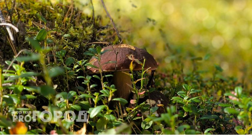 Посещение заказника "Белый" в Коми станет проще
