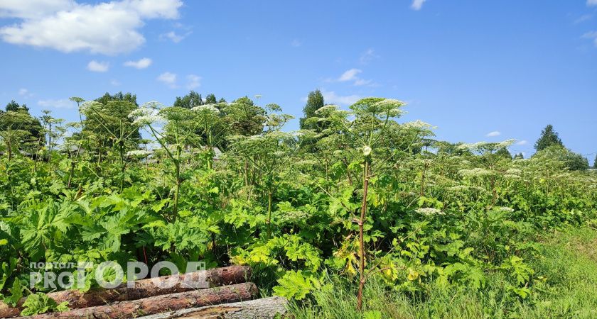 Борьба с борщевиком: в Сыктывкаре обработают 900 тысяч квадратных метров от опасного сорняка