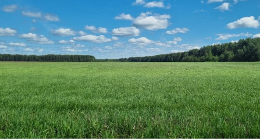 В этом году сельхозпроизводители Коми в качестве эксперимента займутся посевом кормового льна