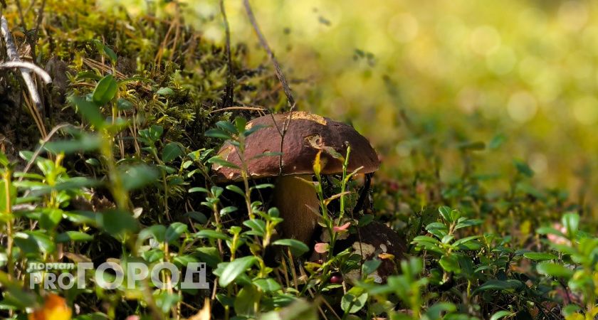 В Республике Коми официально открылся сезон сбора грибов