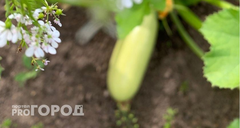 Кабачки растут как бешеные: под куст — горсть этого "мусора", и хватит на всю зиму, забыла про пустые грядки