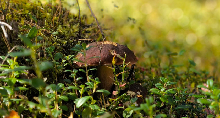 Ученые назвали самый полезный гриб: не шампиньоны, не вешенки и в несколько раз полезнее лисичек