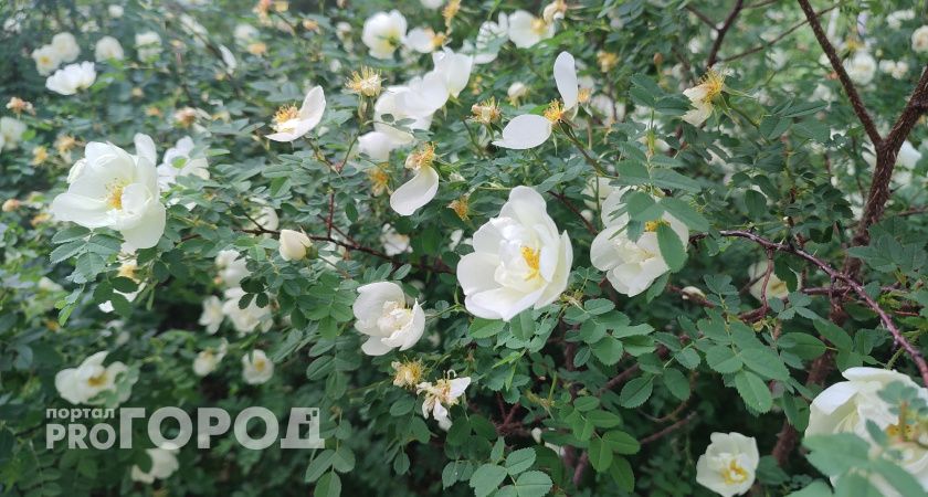 Облачно и дождливо: синоптики рассказали о погоде в Коми на 25 июня