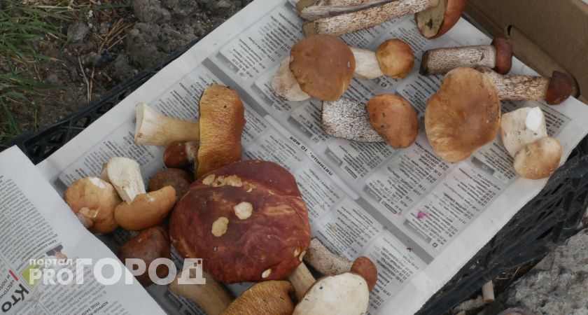 Жителям Коми пора выходить на «тихую охоту»