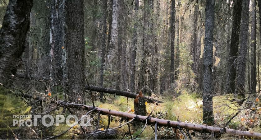 В Коми предприниматель заплатит 811 тысяч за незаконную вырубку леса