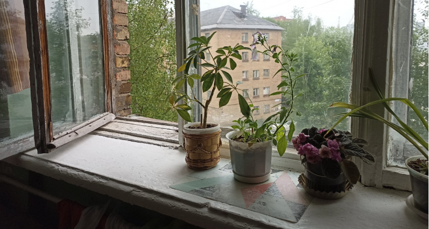 Срочно уберите этот комнатный цветок из дома: магнит для бед и несчастий вопреки приметам