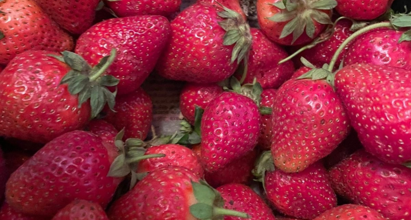 Финское клубничное рабство: как я решилась поехать на сбор клубники в Европу - отзыв туриста