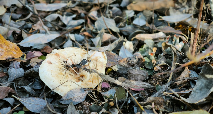 Как почистить целую корзину груздей за 15 минут без ножа: секретный способ