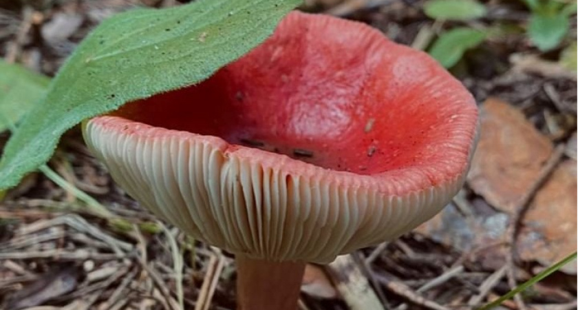 Ценятся в разы больше белых: эти малоизвестные грибы можно набирать целыми ведрами