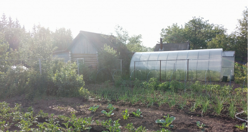 Смешиваю йод с молоком и "кормлю" огурцы в июле: ни единого пожелтевшего листочка — плодоносят как бешеные