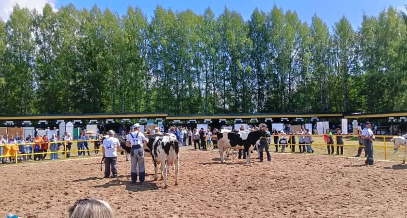 Коми перенимает опыт племенного животноводства на выставке в Кирове