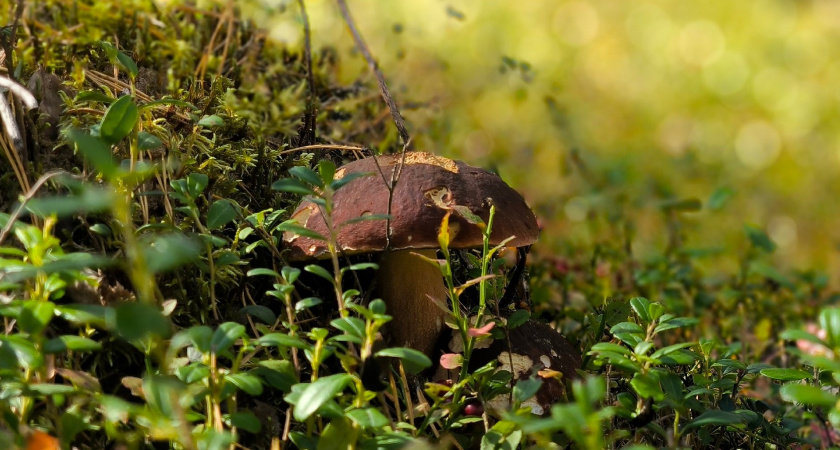 Невероятный гриб со вкусом лобстера: за ним охотятся только искушенные грибники и настоящие гурманы