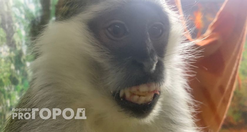 В Коми жители за полгода пострадали от укусов обезьян, землеройки, белки и крысы