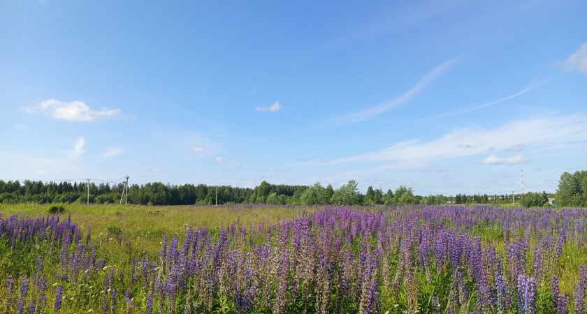 Погода в Коми на ближайшие дни: тепло, но с переменной облачностью
