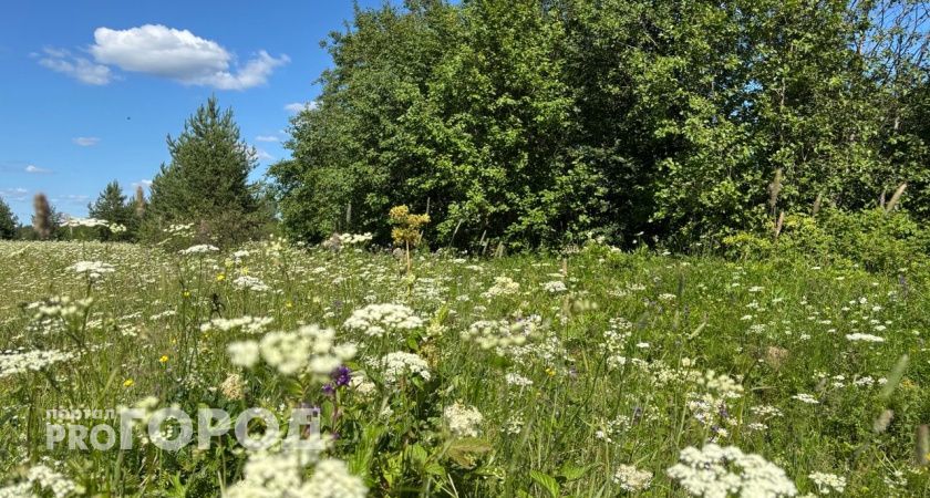 В Коми снова вернулось летнее тепло: синоптики рассказали о погоде на 21 июля 