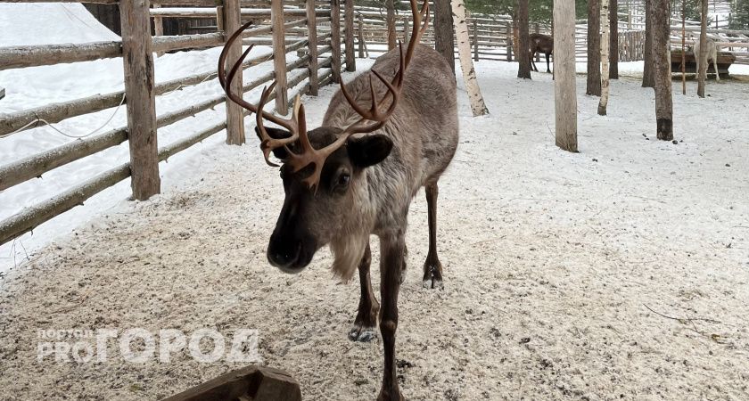 Коми хотят укрепить позиции в оленеводстве и попасть в топ-5 регионов России
