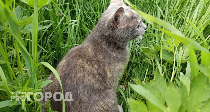 В Коми 23 июля ожидается почти 30-градусная жара