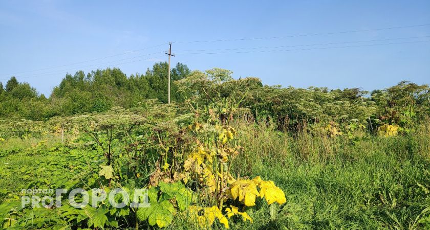 Врио главы Коми раскритиковал ситуацию с распространением борщевика в регионе
