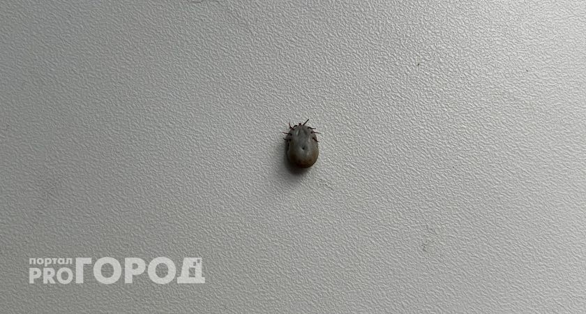 В Коми проверили более двух тысяч клещей на опасные болезни