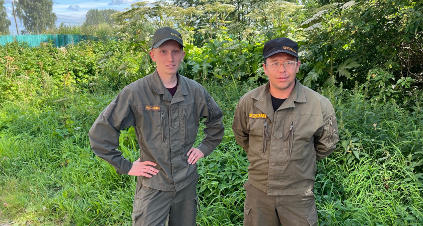 Борьба с борщевиком в Сыктывкаре: почему нельзя травить сорняк у домов и чем он опасен