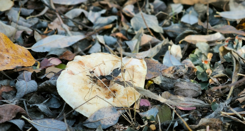 Этот деликатесный гриб чаще всего обходят стороной: особенно вкусный — таскаю корзинками постоянно, пока другие нос воротят