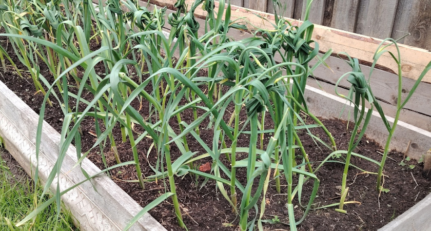 Грядка после чеснока — золотая жила: 3 культуры, которые успеют вырасти до осенних холодов