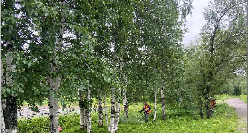 На севере Коми в городском парке скосили борщевик после жалоб жителей