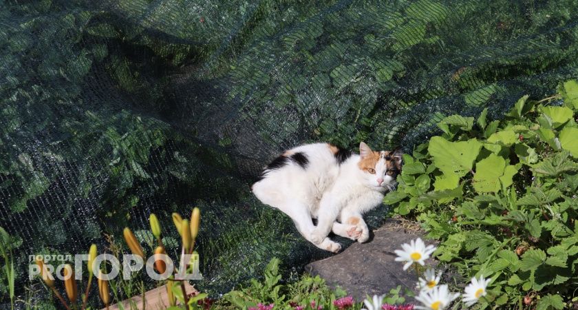 Жители Коми в среднем тратят на домашних питомцев пять тысяч рублей в месяц 