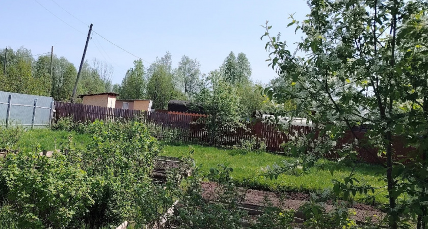 Раскидала 1 пачку копеечной крупы по грядкам и почва как чернозем - дорогой навоз больше не нужен