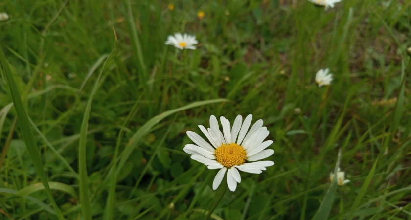 От зноя до ливней: погода в Коми преподнесет сюрпризы