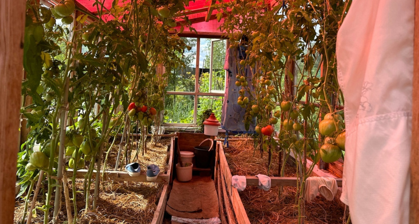 Не зола и не коровяк: огурцы обожают эту подкормку в июле - даст здоровый урожай и избавит от желтых листьев