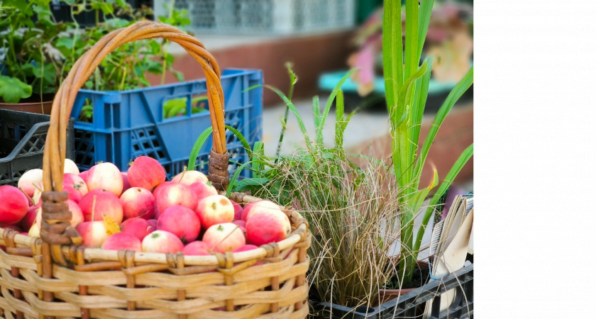 Не выбрасывайте падалицу с яблонь и груш: вы избавляетесь от "золота" для сада - спасет ваш урожай