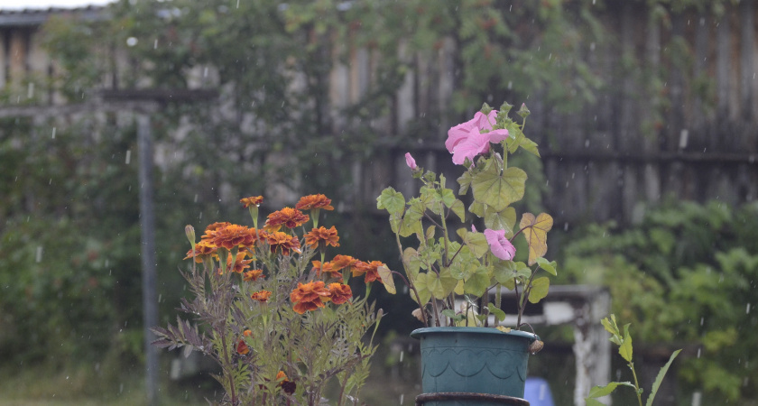 В Коми спала жара: 6 августа синоптики обещают дожди 