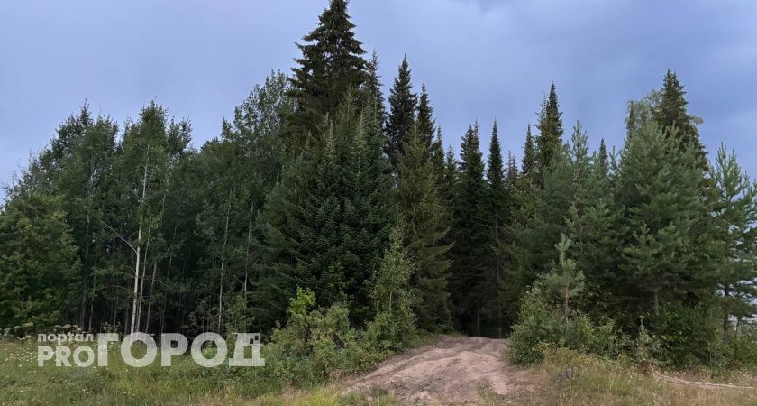 Сибирский шелкопряд атаковал леса Коми: введен карантин