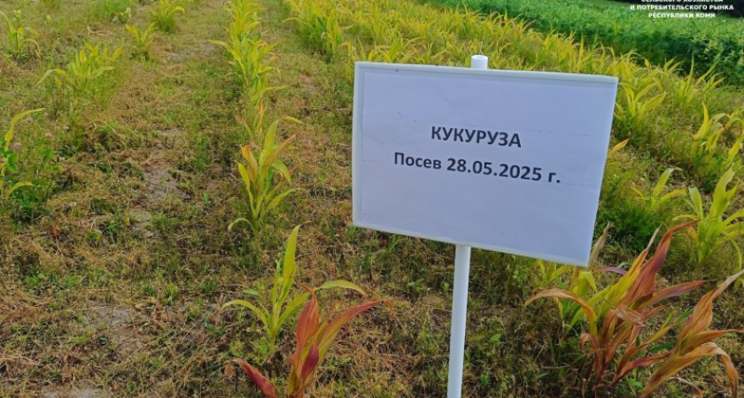 Эксперимент с кукурузой в Коми: посевы достигают 1,5 метров в высоту