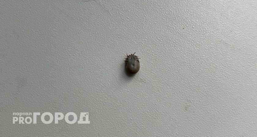 В Коми 39 человек пострадали от укусов клещей за неделю